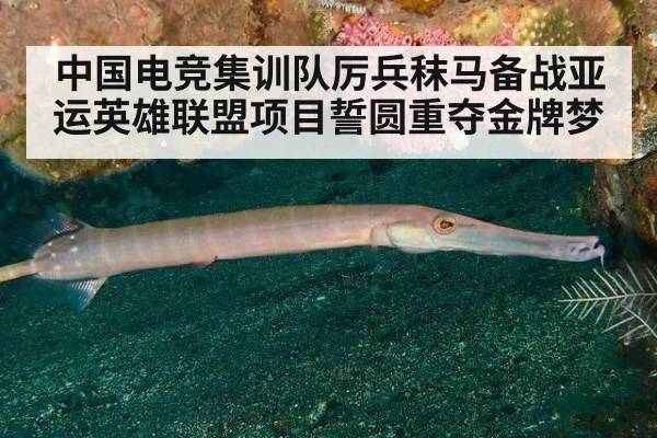 中国电竞集训队厉兵秣马备战亚运英雄联盟项目誓圆重夺金牌梦